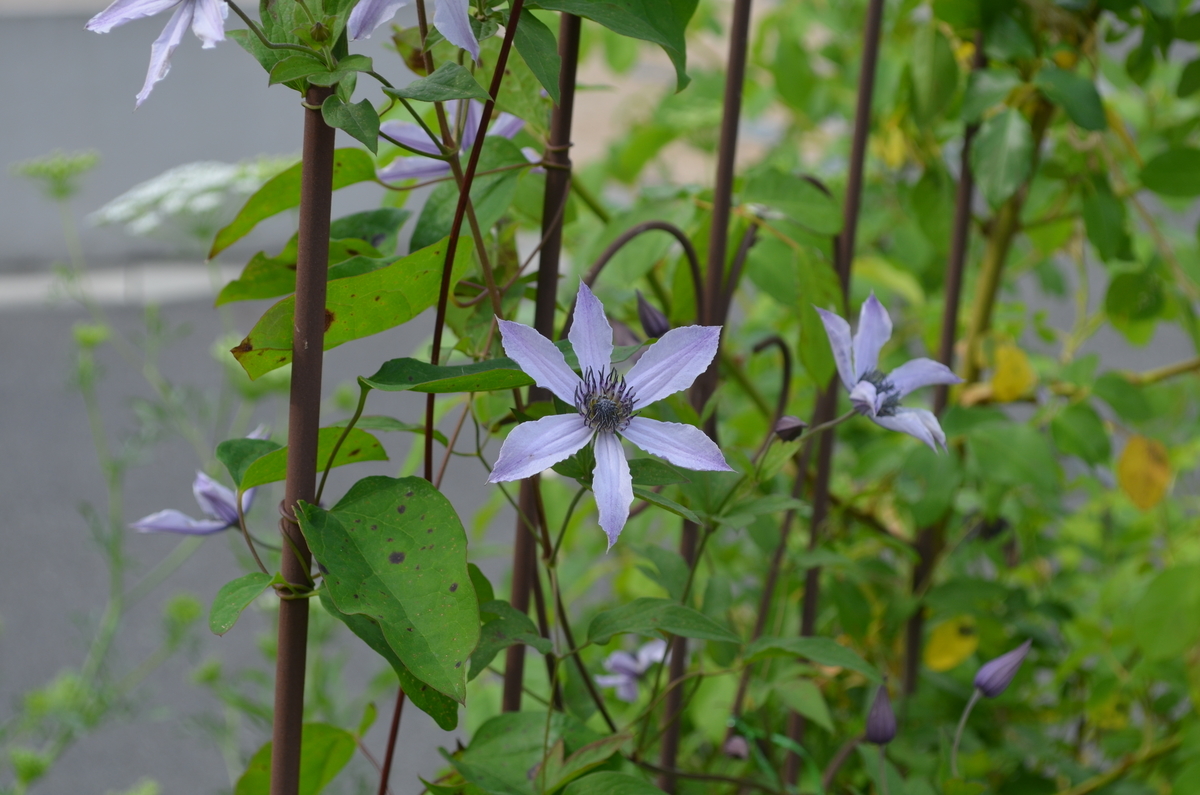 f:id:emeeme-1127:20190527173037j:plain f:id:emeeme-1127:20190527173037j:plain