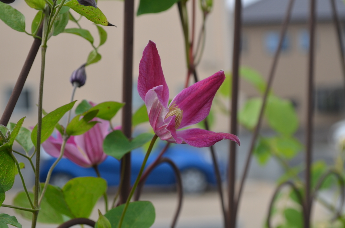 f:id:emeeme-1127:20190527173049j:plain f:id:emeeme-1127:20190527173049j:plain