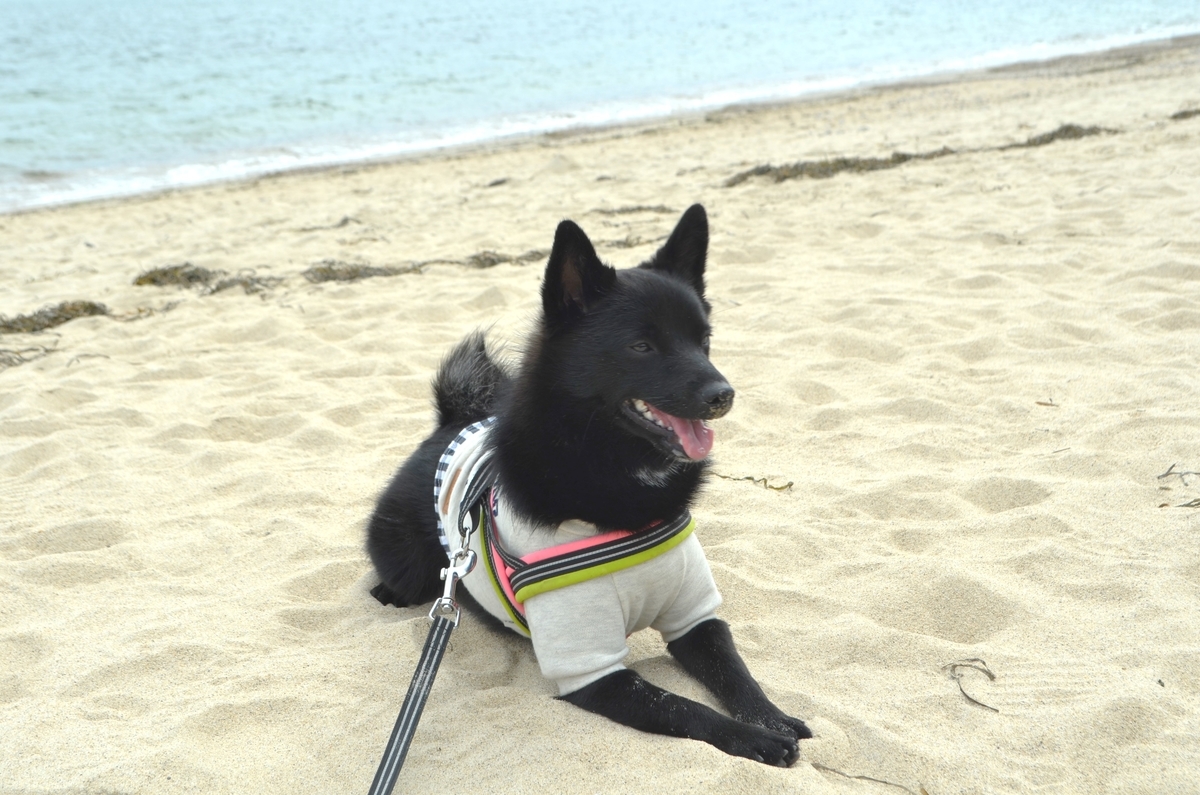 f:id:emeeme-1127:20191019111635j:plain f:id:emeeme-1127:20191019111635j:plain
