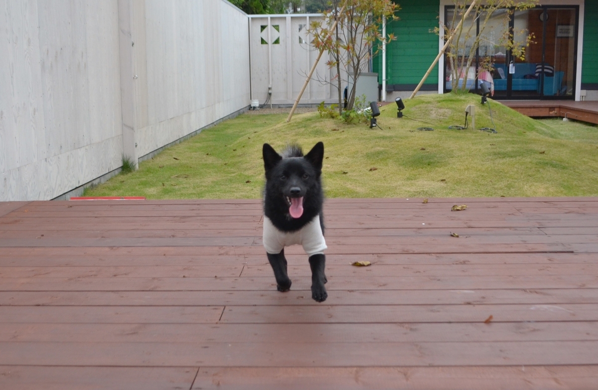 f:id:emeeme-1127:20191019132001j:plain f:id:emeeme-1127:20191019132001j:plain