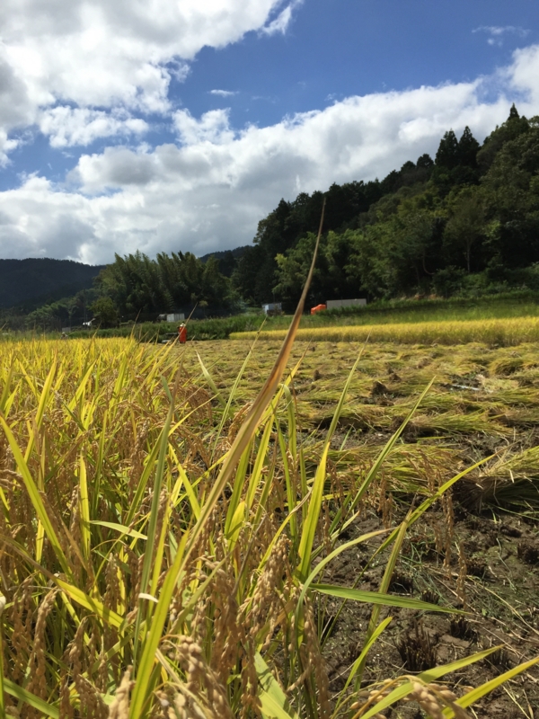 f:id:emerarud:20150923112838j:image