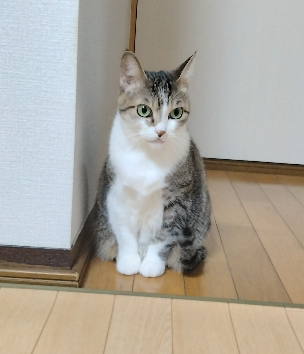 一生に一度は？😉 - 肖像画家🎨絵美のゆる日記🐈