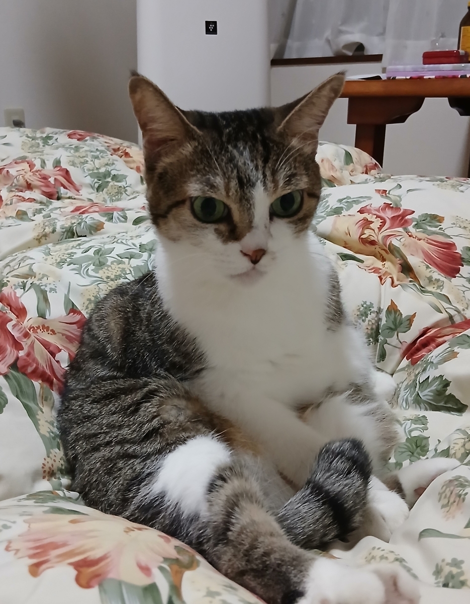 内海エミ 様ブラック✖️1 グレー✖️2 3セット7号 肖像画家Ⅱ～ - 肖像画家🎨絵美のゆる日記🐈