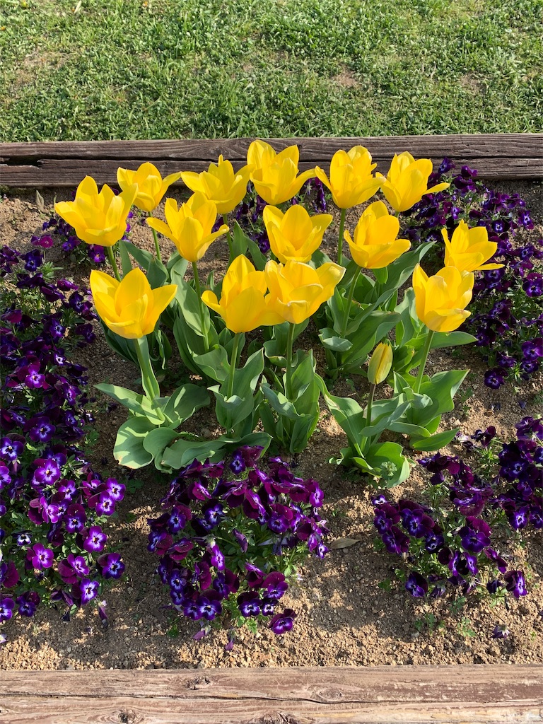 f:id:emi-sk:20190406170803j:image