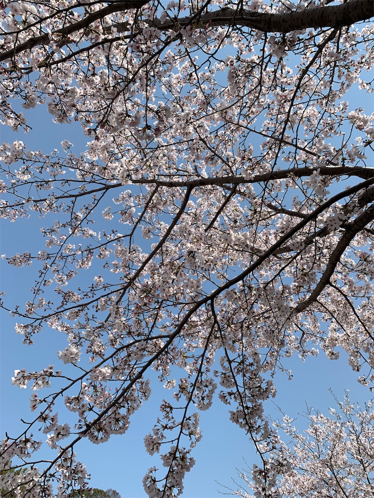 f:id:emi-sk:20190407171646j:image
