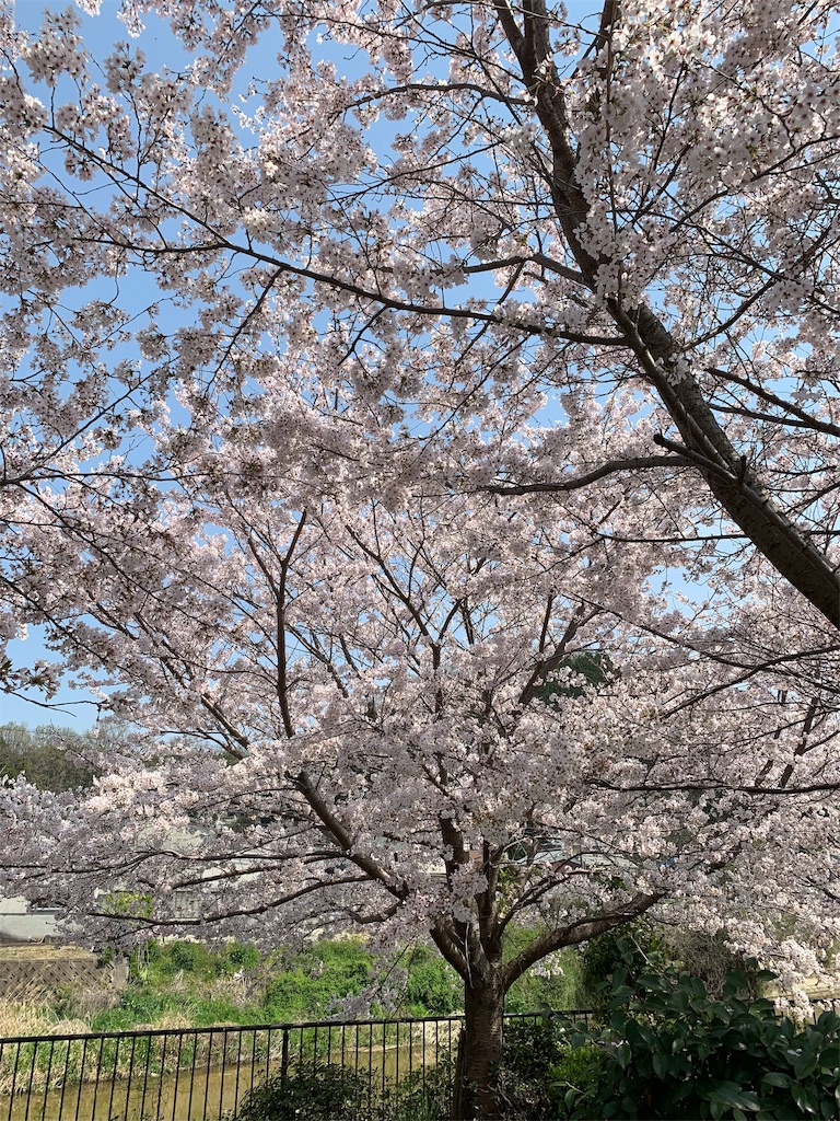 f:id:emi-sk:20190407171741j:image