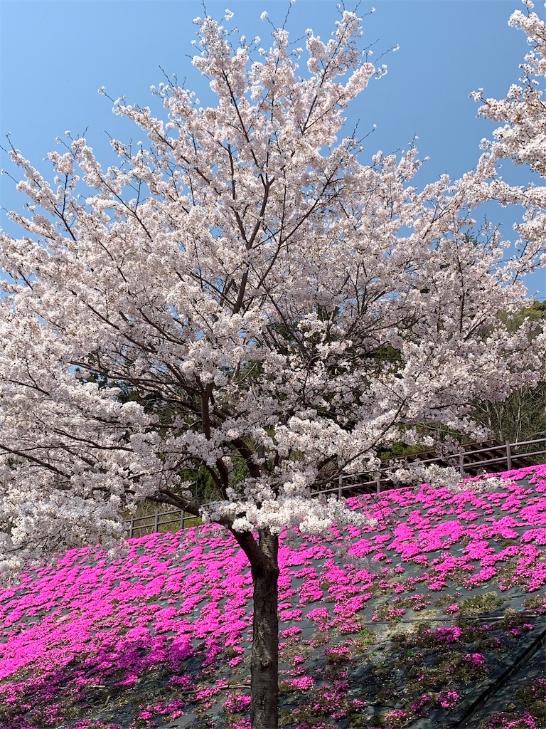 f:id:emi-sk:20190407215632j:image