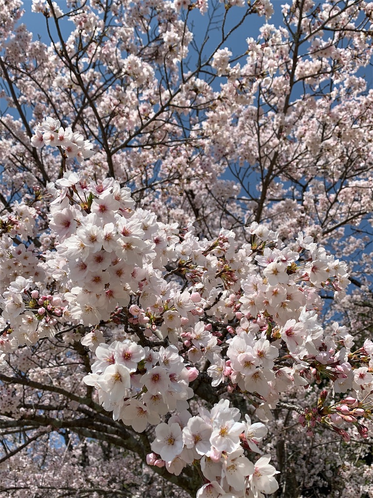 f:id:emi-sk:20190408145013j:image