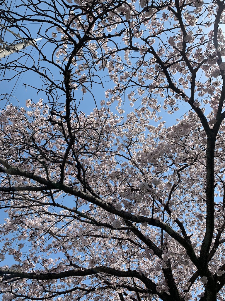f:id:emi-sk:20190408145059j:image