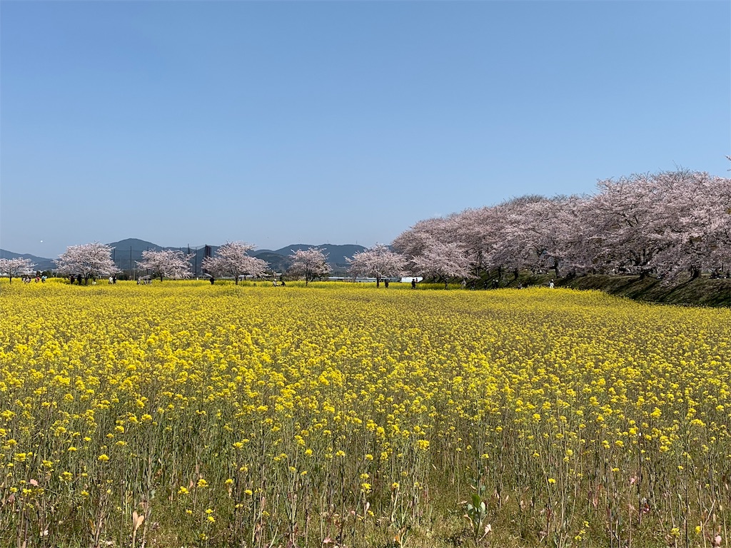 f:id:emi-sk:20190408145306j:image