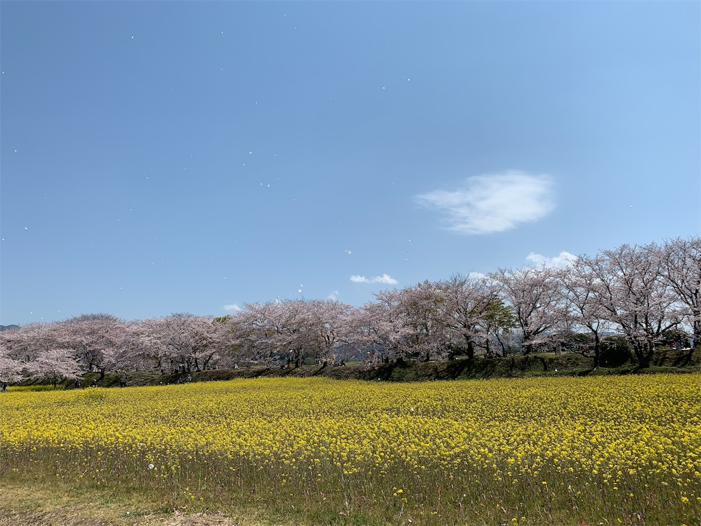 f:id:emi-sk:20190408145327j:image