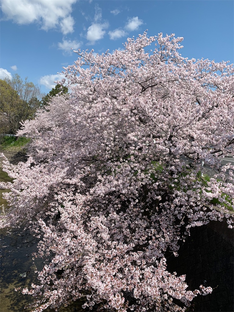 f:id:emi-sk:20190409125551j:image