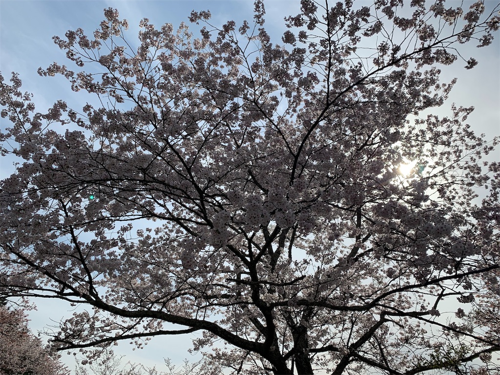 f:id:emi-sk:20190413170347j:image