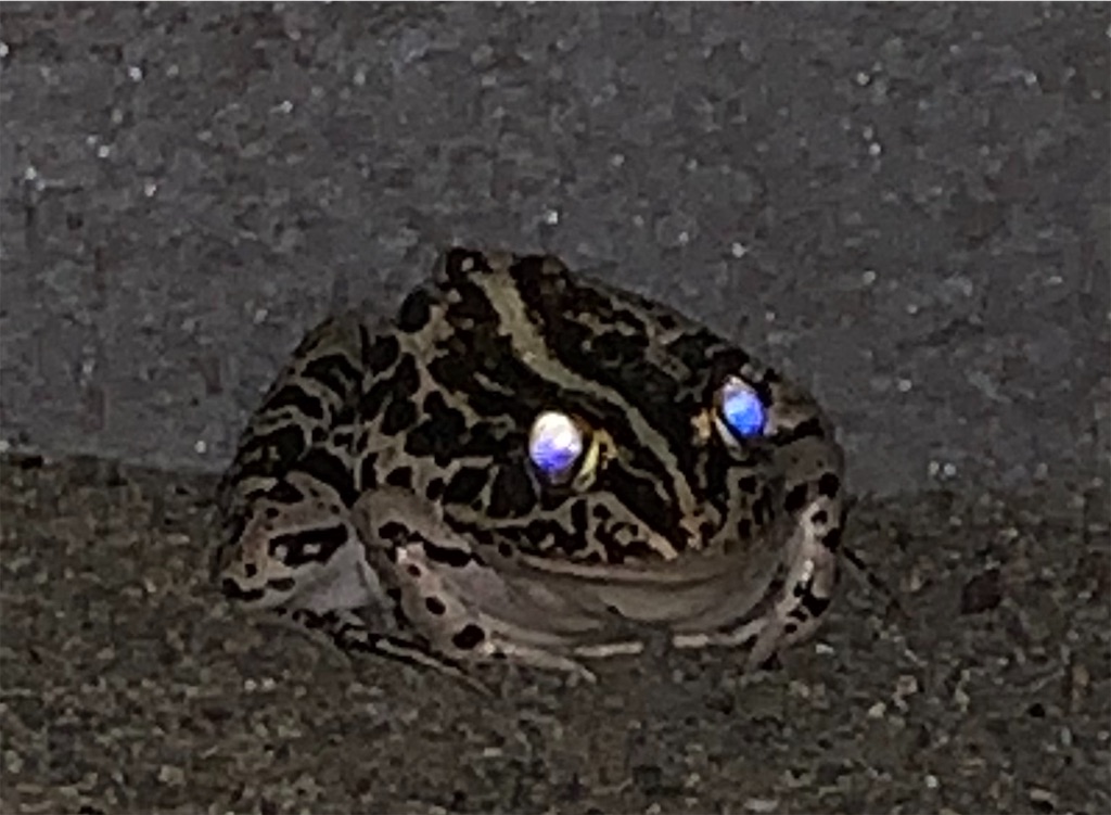 f:id:emi-sk:20190610214519j:image