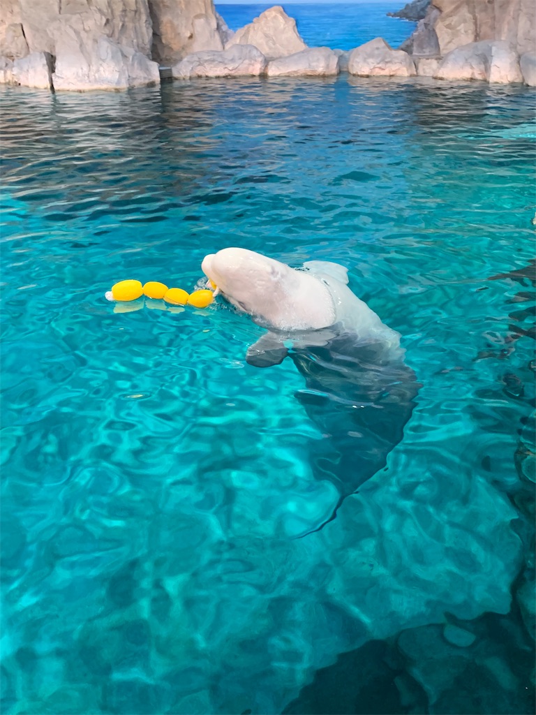 f:id:emi-sk:20190923204857j:image f:id:emi-sk:20190923204857j:image