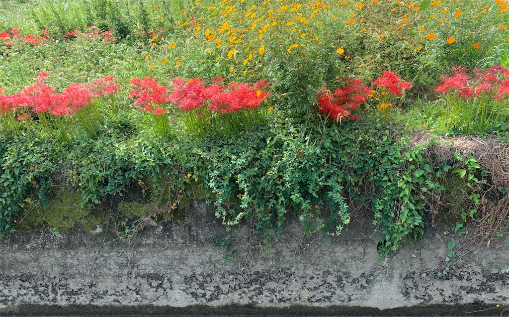 f:id:emi-sk:20191003170905j:image