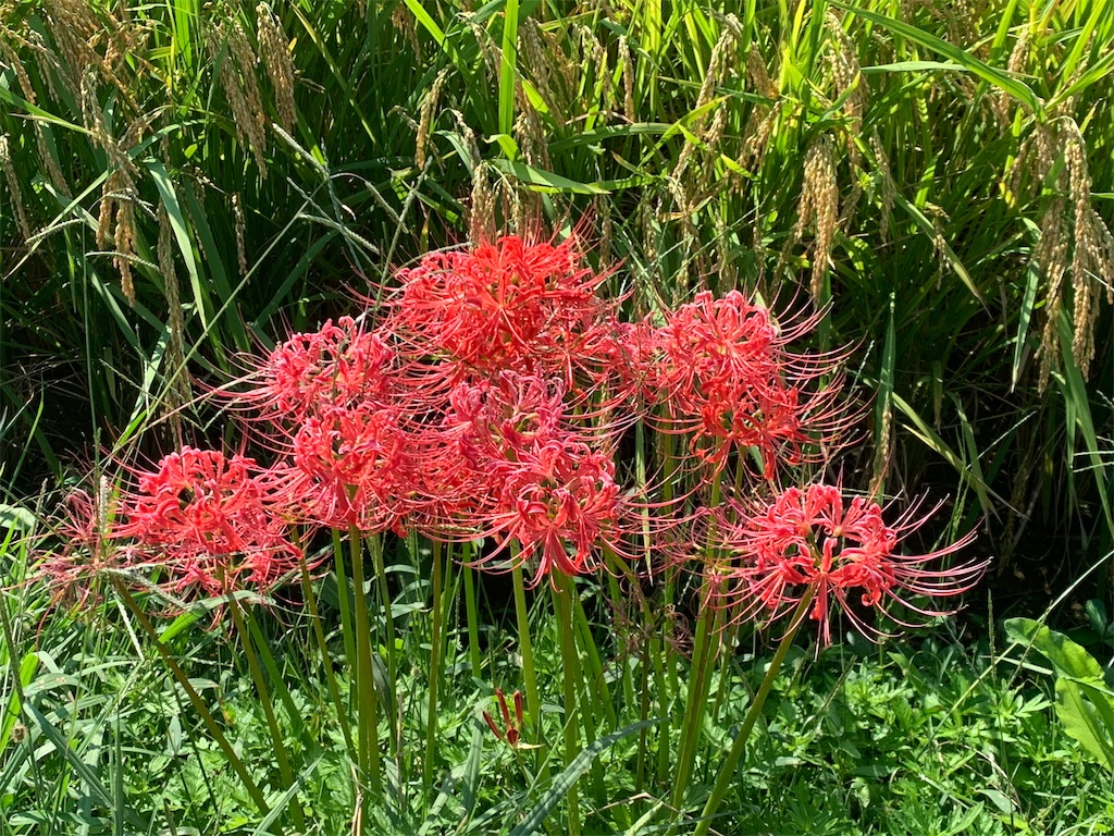 f:id:emi-sk:20191003170928j:image