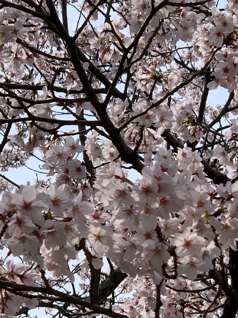 f:id:emi-sk:20200403205944j:image
