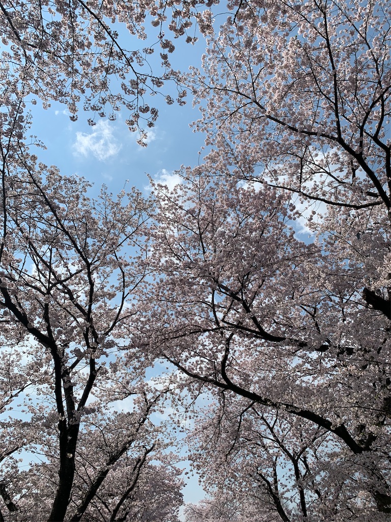 f:id:emi-sk:20200404222323j:image