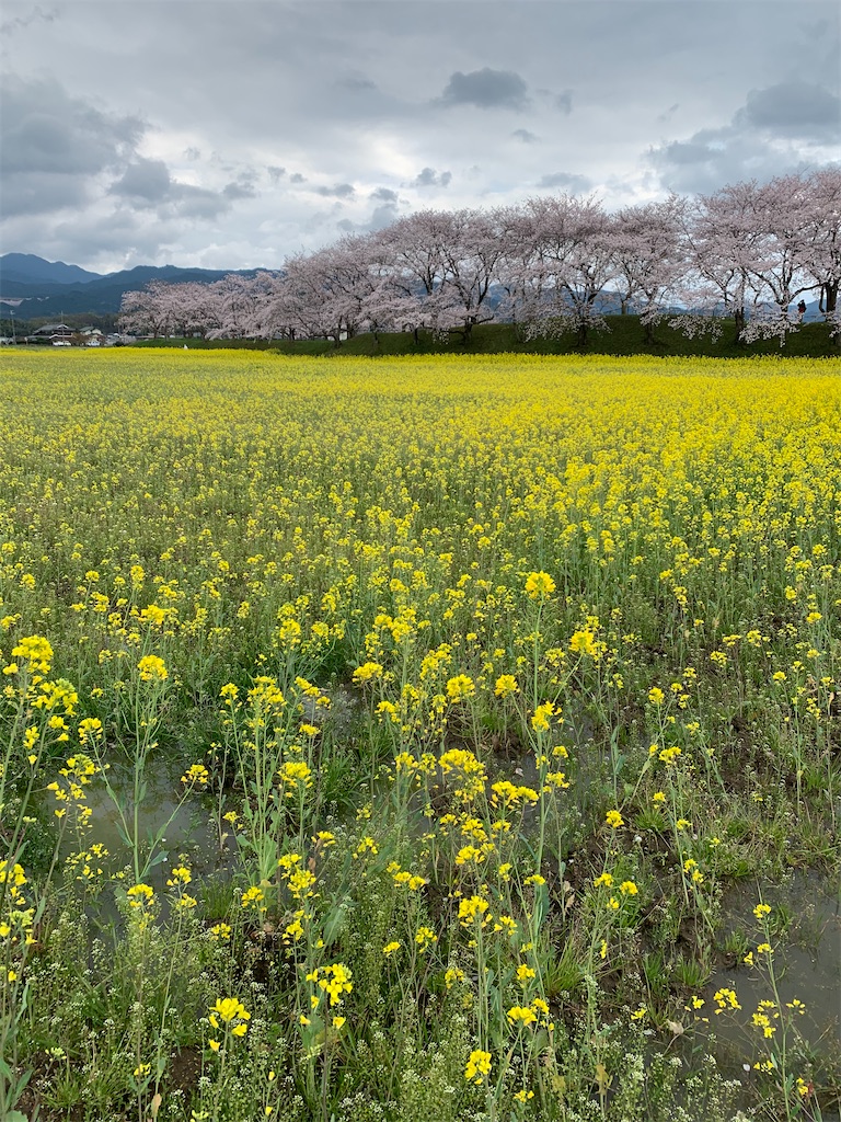 f:id:emi-sk:20200404223539j:image