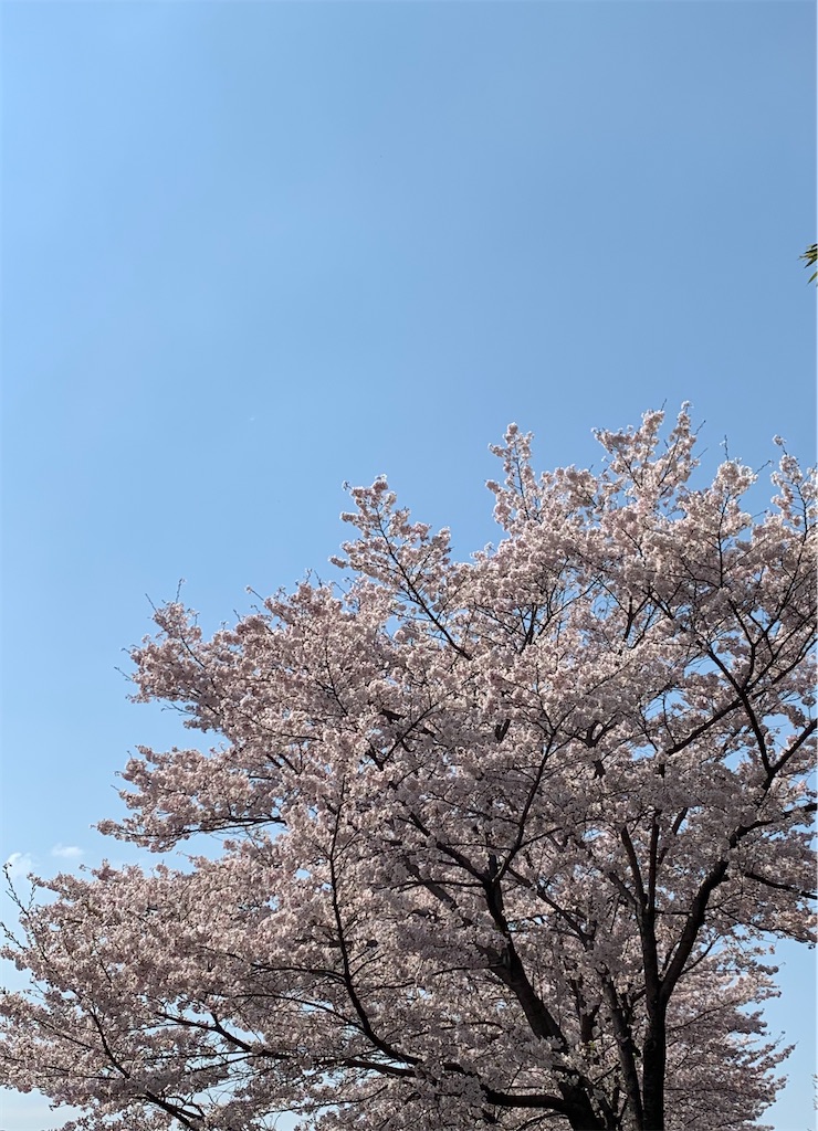 f:id:emi-sk:20200406065737j:image