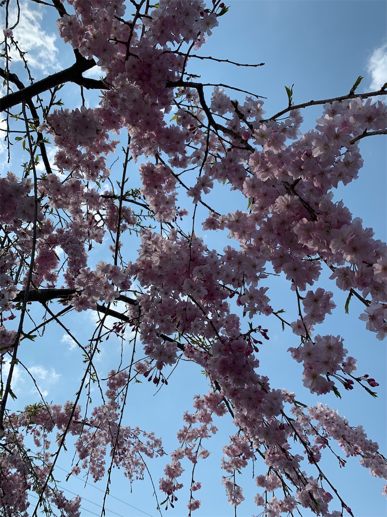 f:id:emi-sk:20200406065834j:image