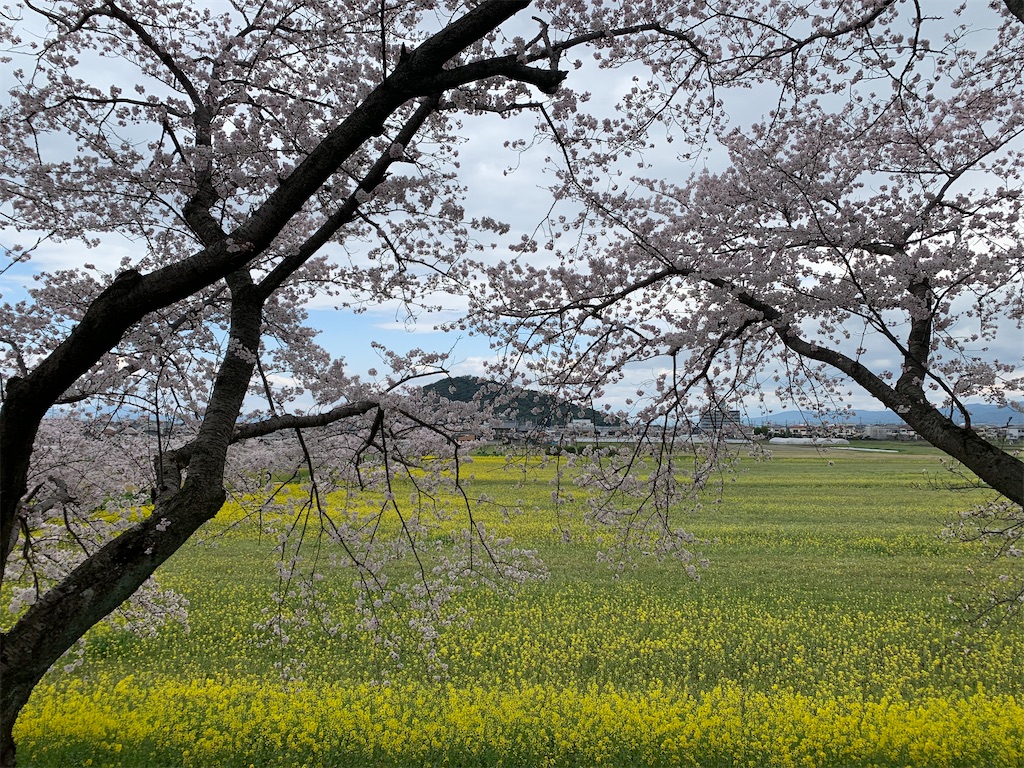 f:id:emi-sk:20200407071643j:image