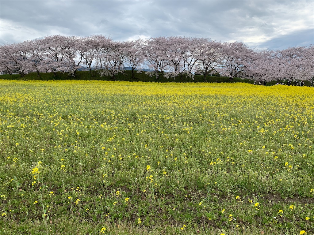 f:id:emi-sk:20200407071711j:image