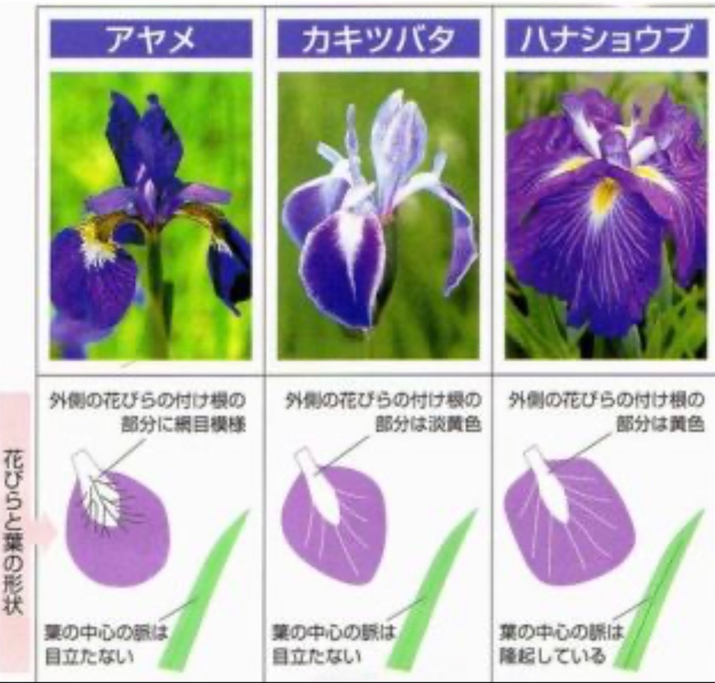 f:id:emi-sk:20200508165514j:image f:id:emi-sk:20200508165514j:image