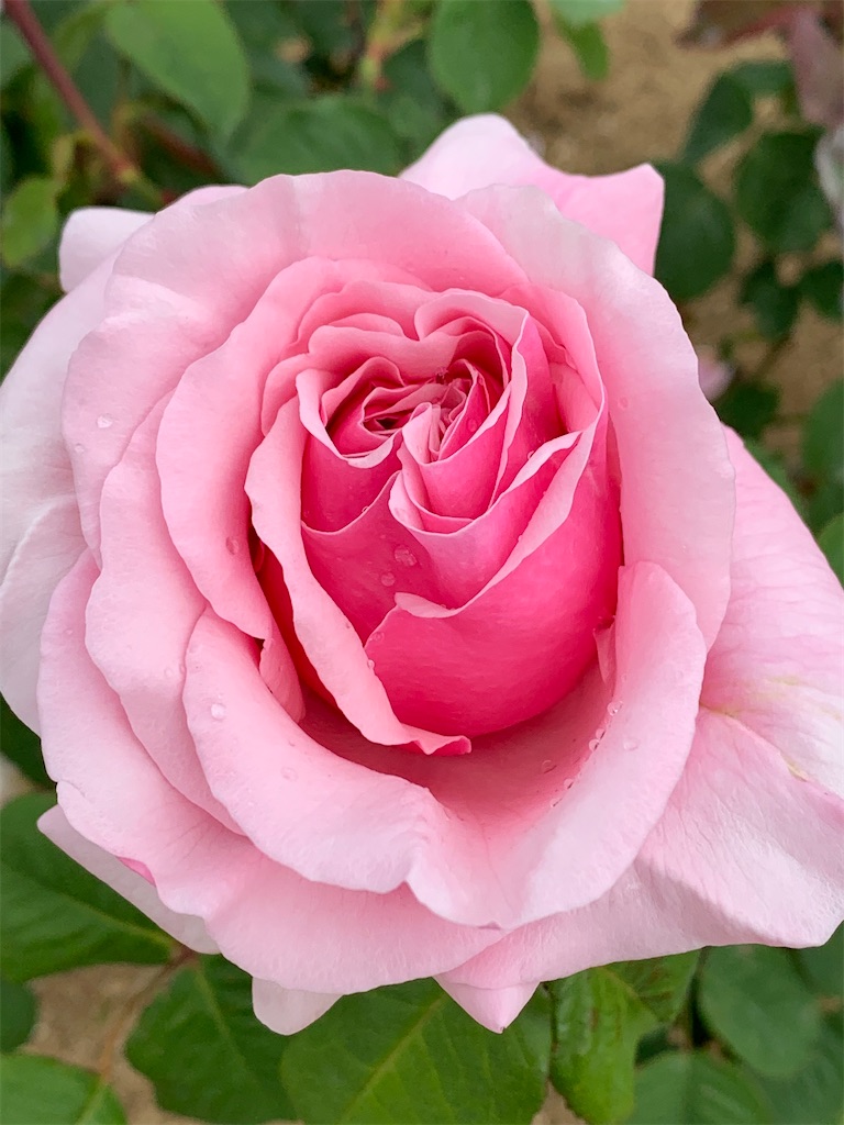 f:id:emi-sk:20200511100038j:image
