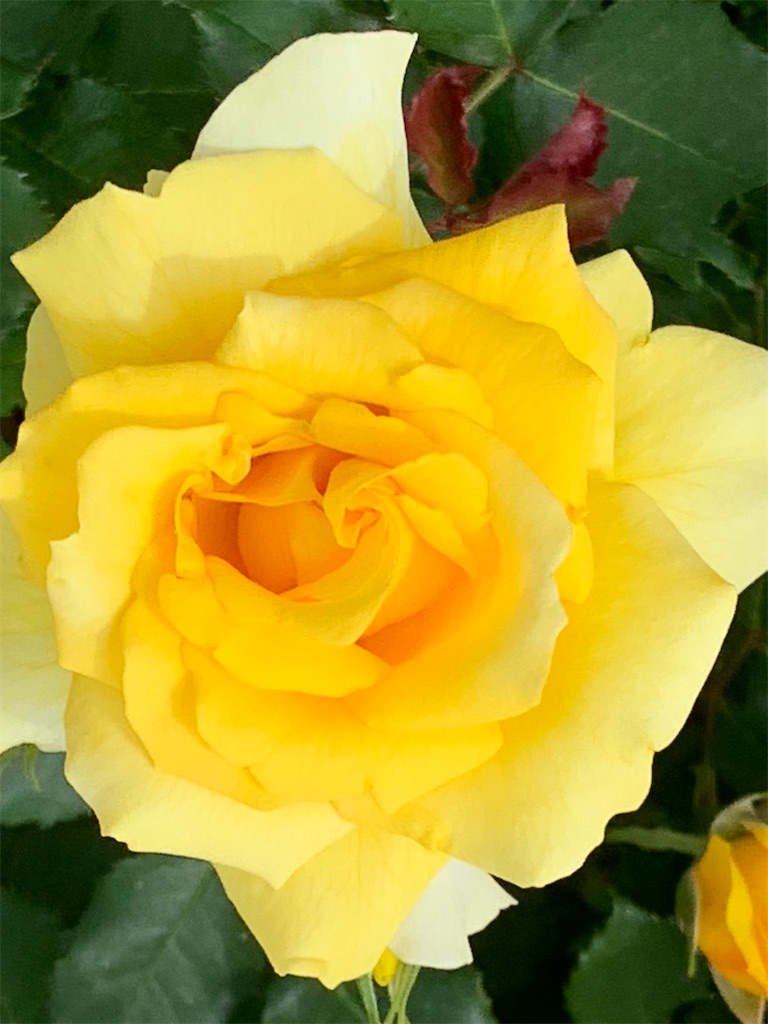 f:id:emi-sk:20200511100219j:image