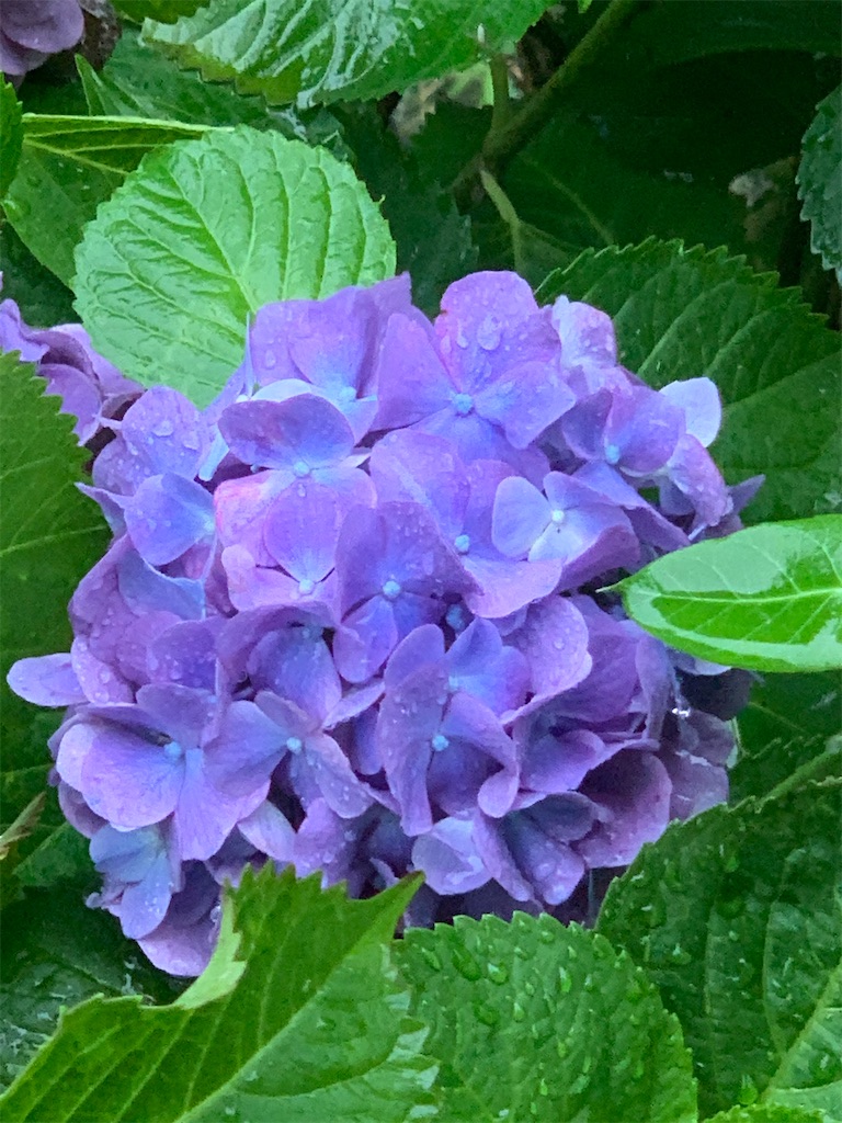 f:id:emi-sk:20200619122129j:image