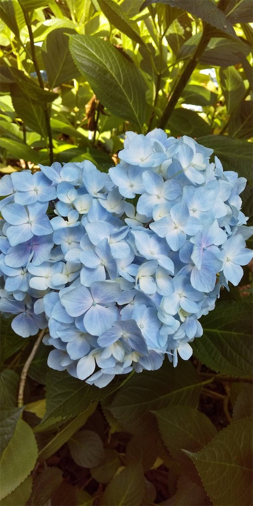 f:id:emi-sk:20200619122339j:image