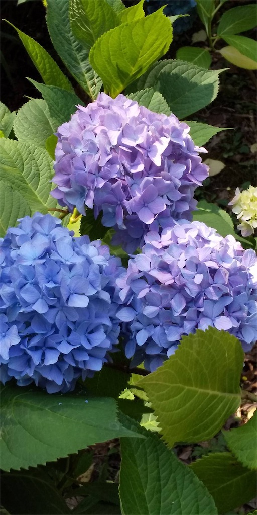 f:id:emi-sk:20200619163837j:image