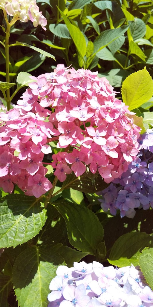 f:id:emi-sk:20200619165221j:image