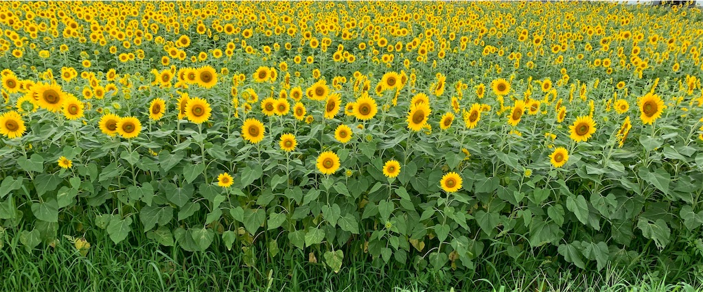 f:id:emi-sk:20200725194031j:image