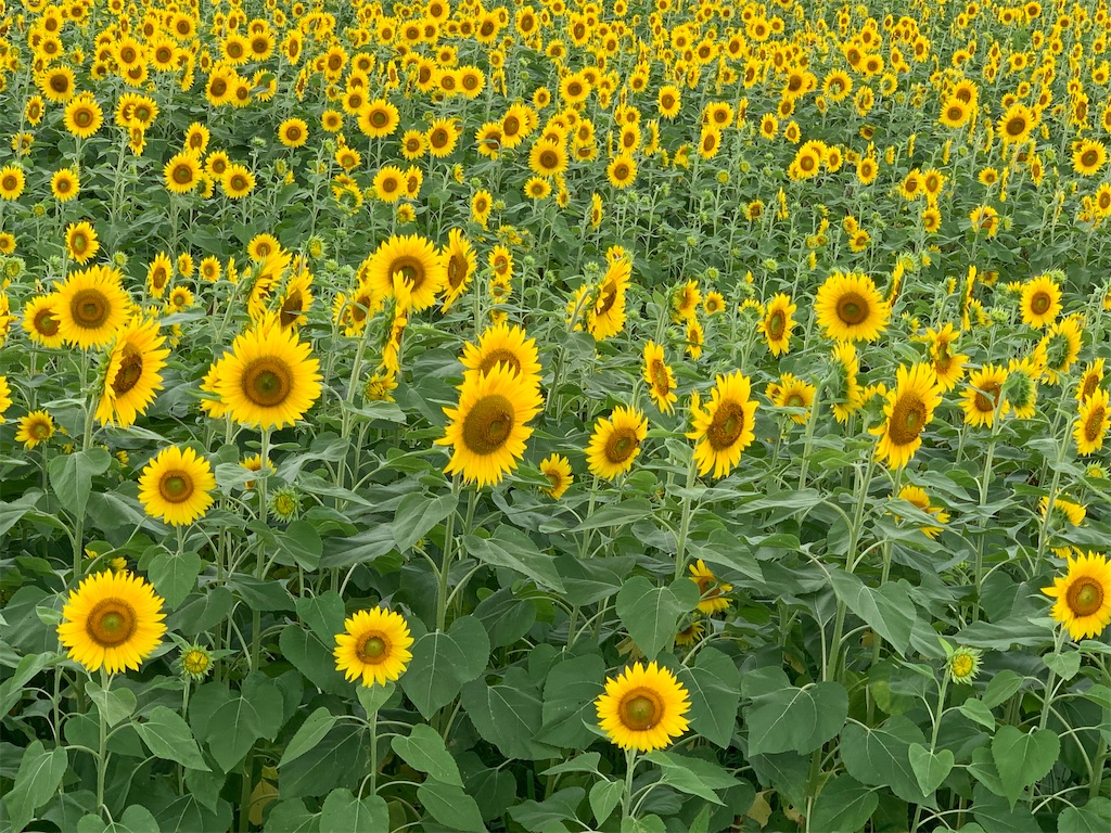 f:id:emi-sk:20200813170227j:image