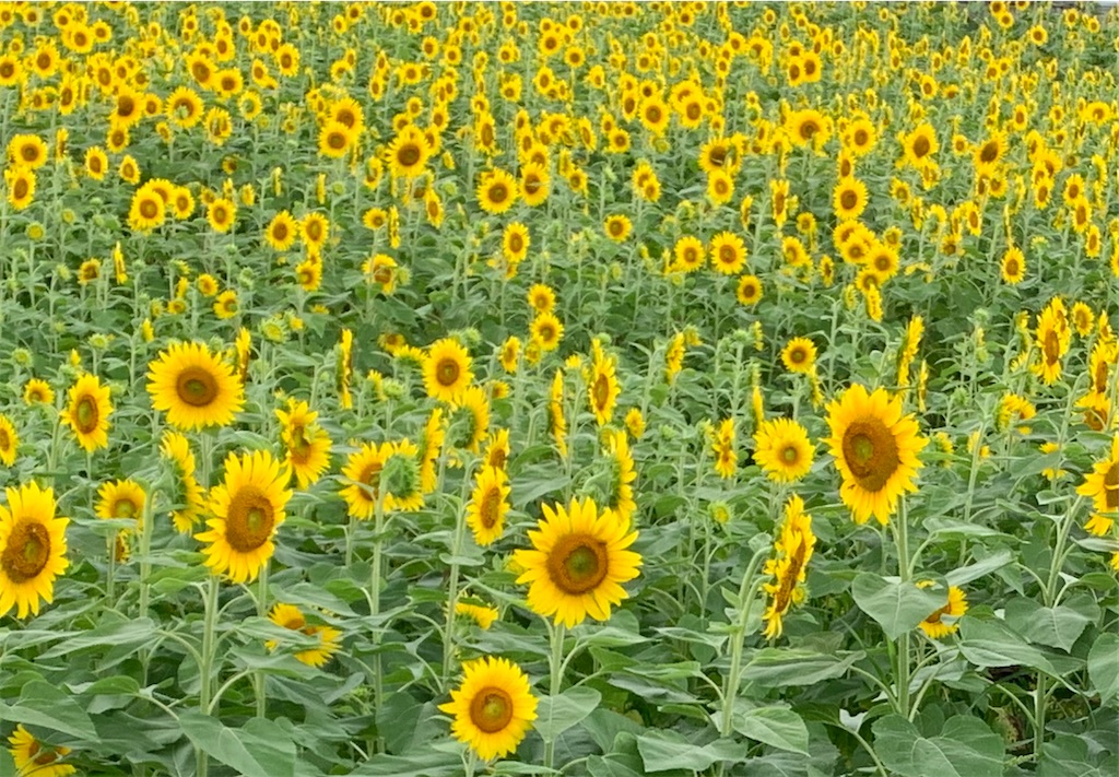 f:id:emi-sk:20200813170329j:image