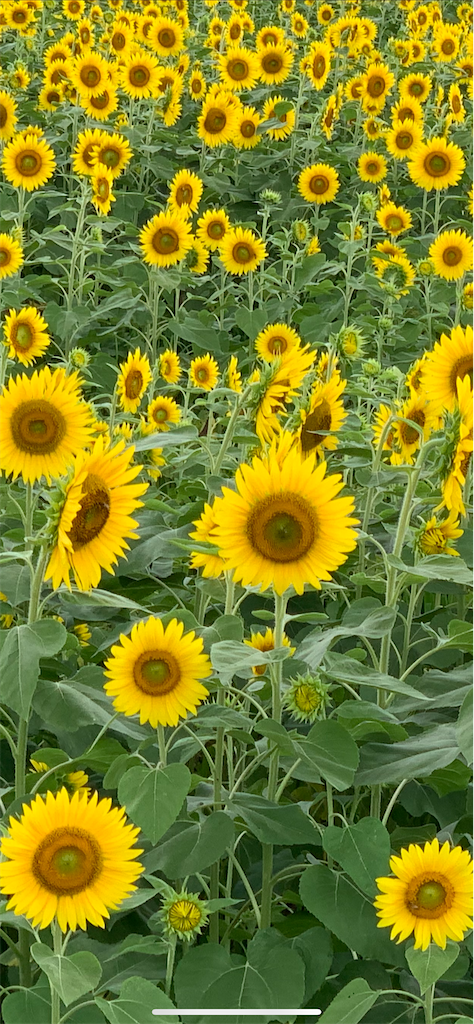 f:id:emi-sk:20200813200113p:image