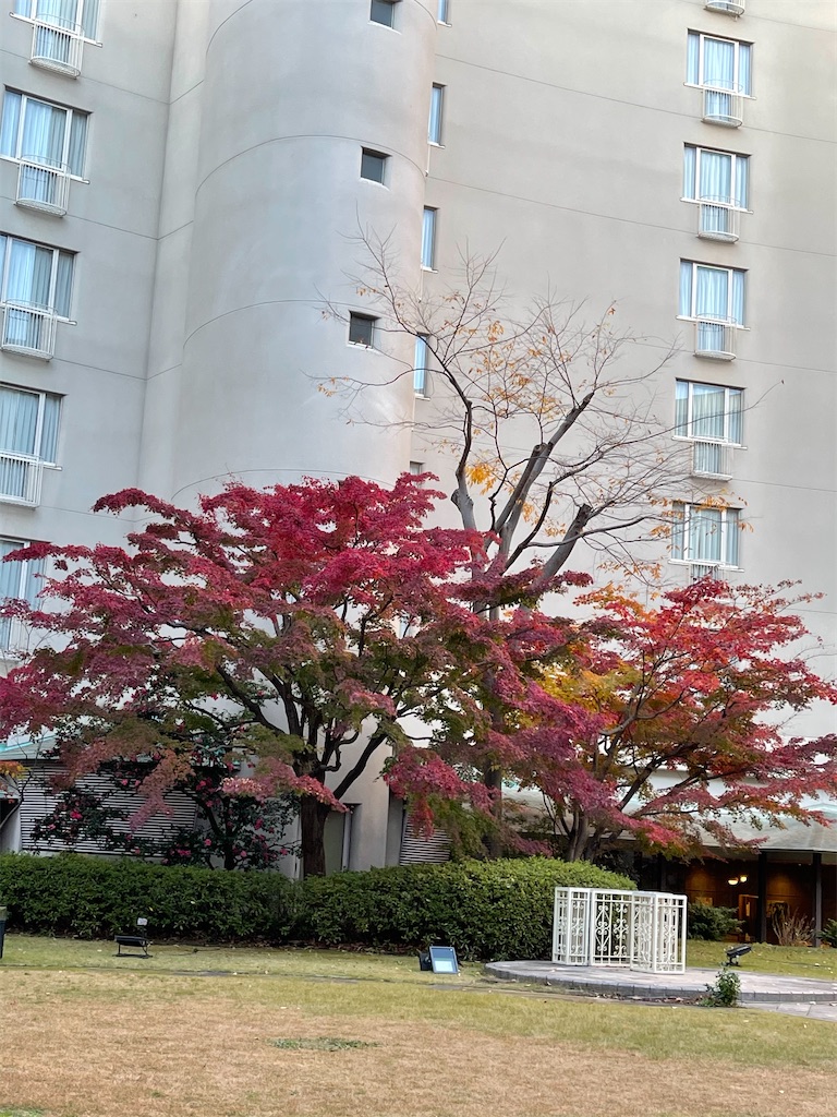 f:id:emi-sk:20201205170208j:image