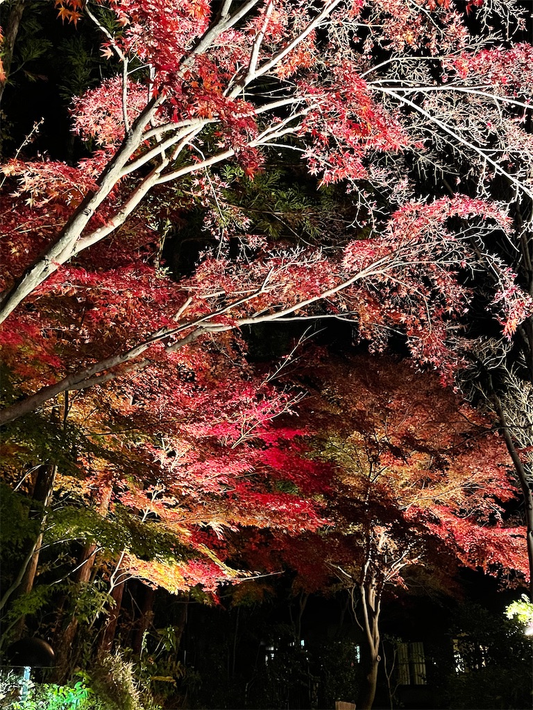 f:id:emi-sk:20201206173253j:image