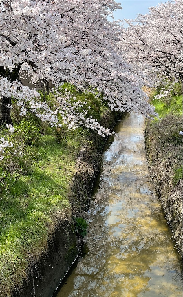 f:id:emi-sk:20210331082827j:image