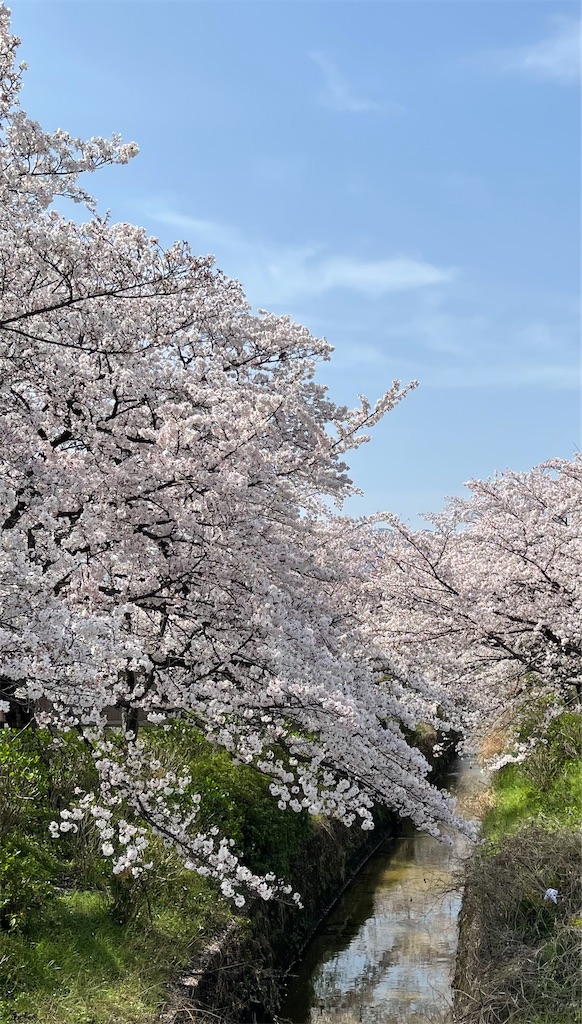 f:id:emi-sk:20210331150955j:image
