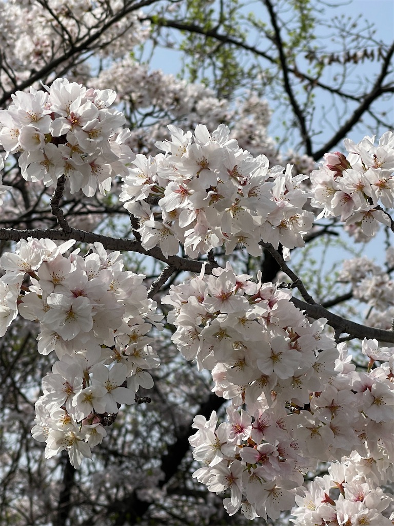 f:id:emi-sk:20210331173745j:image