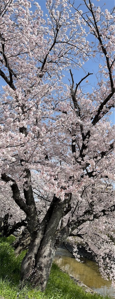 f:id:emi-sk:20210331215836j:image