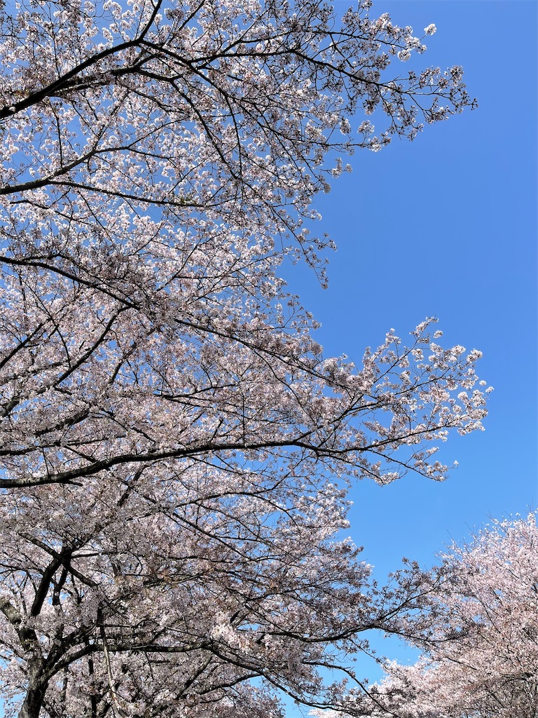 f:id:emi-sk:20210405063014j:image