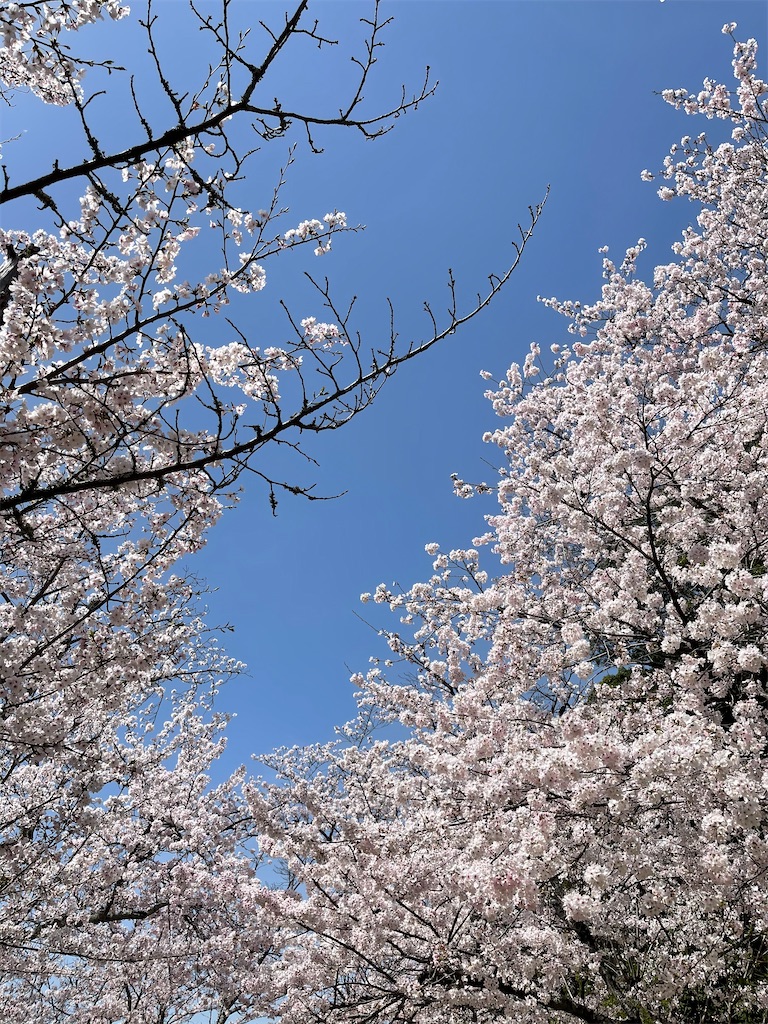 f:id:emi-sk:20210405070728j:image