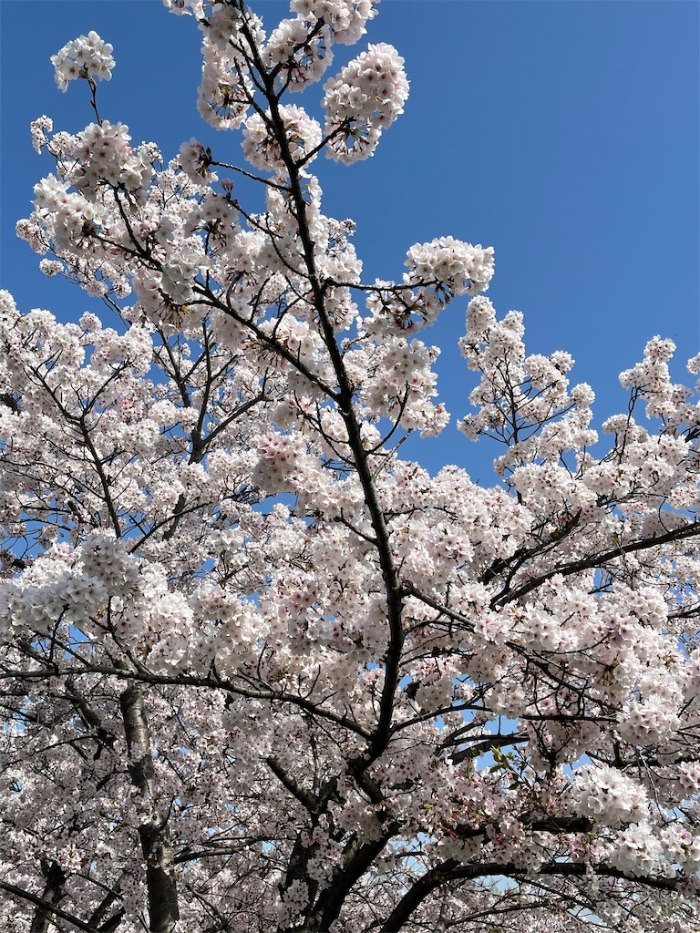 f:id:emi-sk:20210422201008j:image