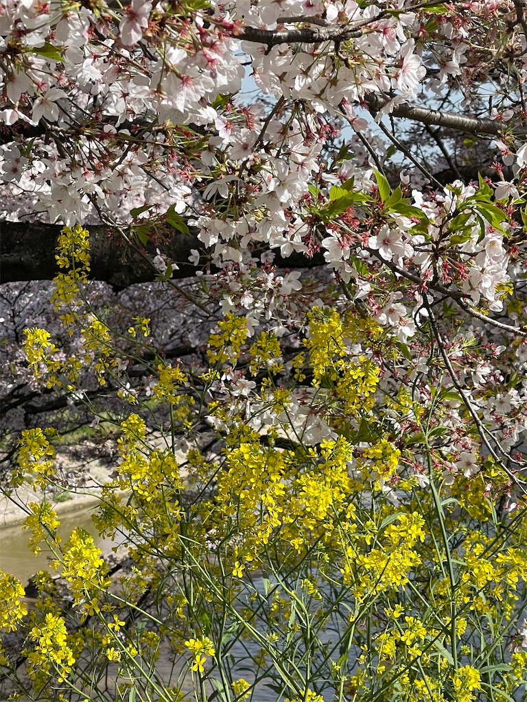 f:id:emi-sk:20210422201131j:image
