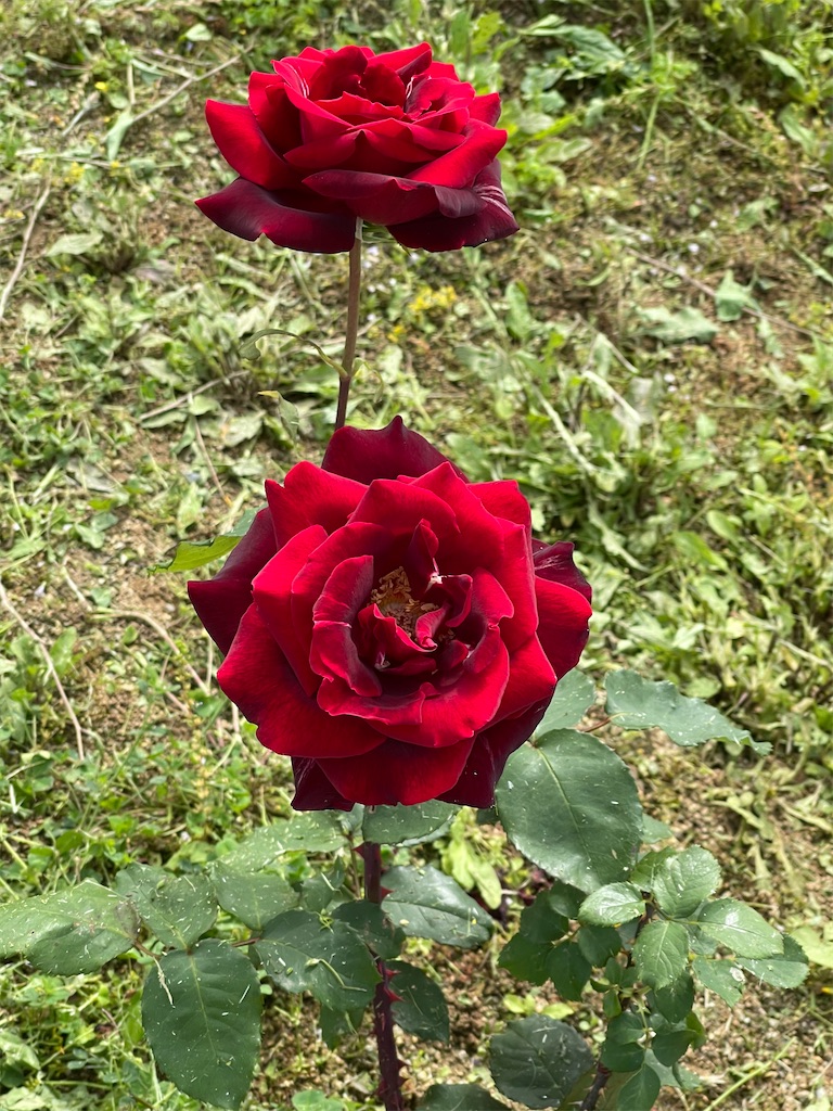 f:id:emi-sk:20210517203046j:image
